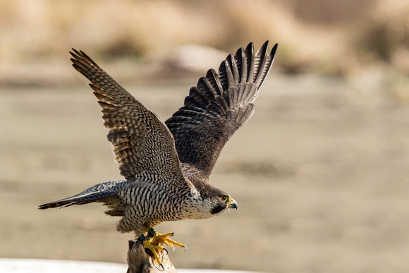 A peregrine falcon prepares to take off from it's perch.