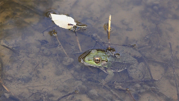 An animated image of a green frog partially submerged in pond water with a leaf floating nearby.