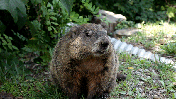 An animated image of a woodchuck chewing as it sits in a grassy lawn with vegetation and a culvert in the background.