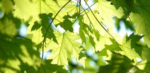 Green maple leaves backlit by sunshine