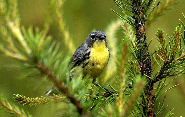 a yellow and blue Kirtland's warbler perched in a jack pine tree