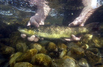hands holding a brown trout on display under water