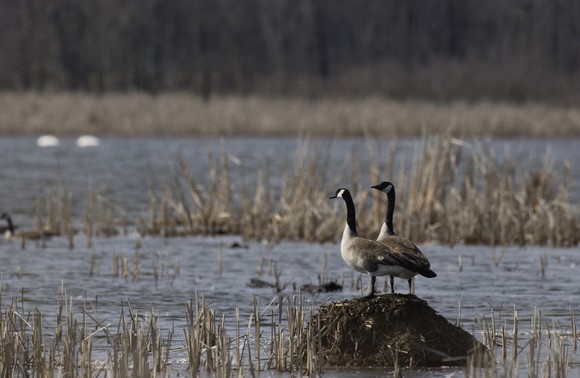 Two adult Canada geese stand on a muskrat lodge overlooking a wetland habitat.