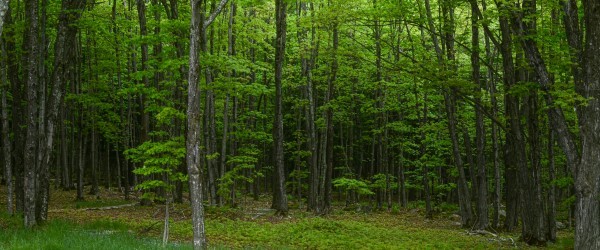 forest header