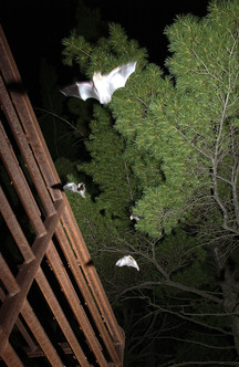 Several bats flying through a gate at a protected hibernacula site at night with a tree in the background.