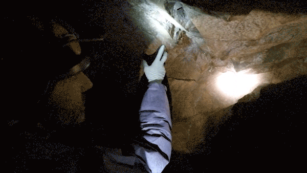An animated image of a wildlife biologist wearing protective equipment in a cave pointing out a hibernating bat.