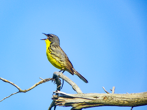 A male Kirtland's warbler is pictured singing, while perched on a branch with a blue sky background.