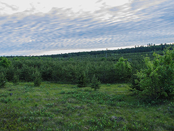 This photo shows young jack pine habitat preferred by Kirtland's warblers.