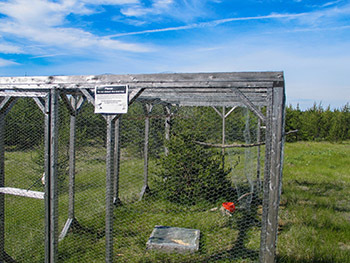A mesh-wire cowbird trap is shown in Kirtland's warbler habitat.