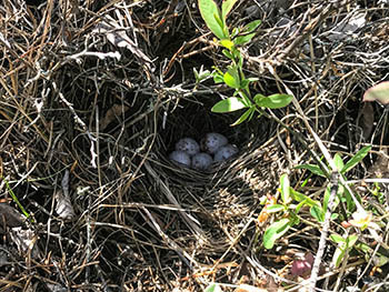 A Kirtland's warbler nest, filled with eggs, is shown beneath a jack pine tree.