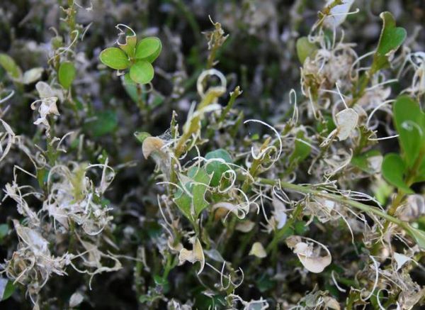 A closeup image of a boxwood shrub shows bite marks and stringy leftover stems where boxwood caterpillars have left extensive damage. 