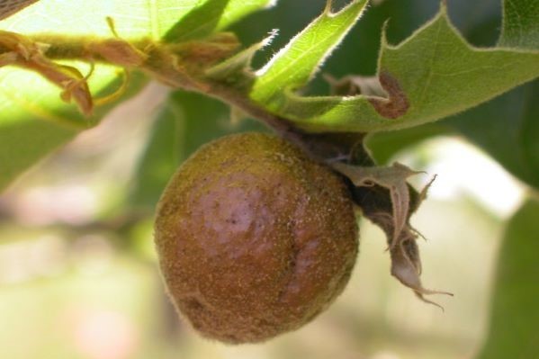 A closeup image of a brownish, round lump growing from an oak twig. 