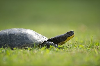 profile view of a dark green Blanding's turtle in green grass, sunny background