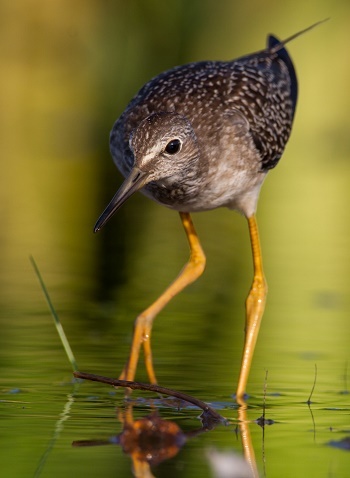 front view of a lesser yellowlegs bird, with a tan to dark brown color dotted with white, thin, yellow orange legs standing in shallow water