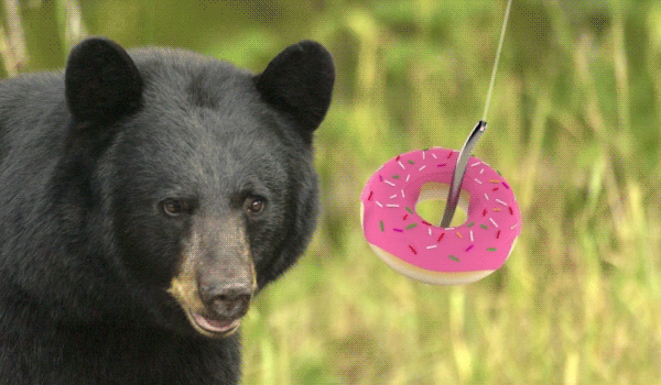 FAQ: The bear baiting season