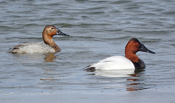 Canvasback pair. Photo by Tresa Moulton.