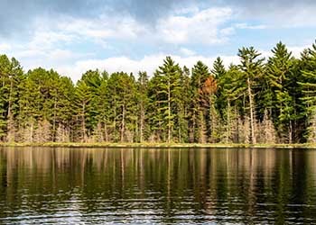 A U.P. trout lake is show on a sunny evening, with pine trees as a background to the water.