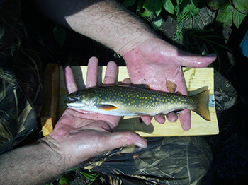 A brook trout captured on a U.P. trout lake survey is shown in the hands of a fisheries technician.