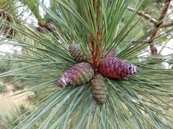 A closeup image of red pine needles and ripe cones at the right age to pick