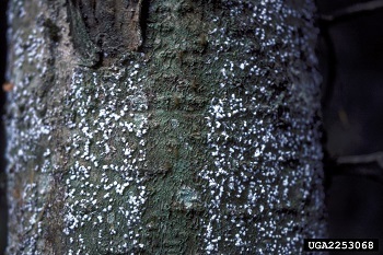 Small, white, cottony masses on the smooth, gray trunk of a fir tree indicate the presence of balsam woolly adelgid.