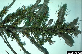 A fir branch with very swollen twigs resembling ginger roots.