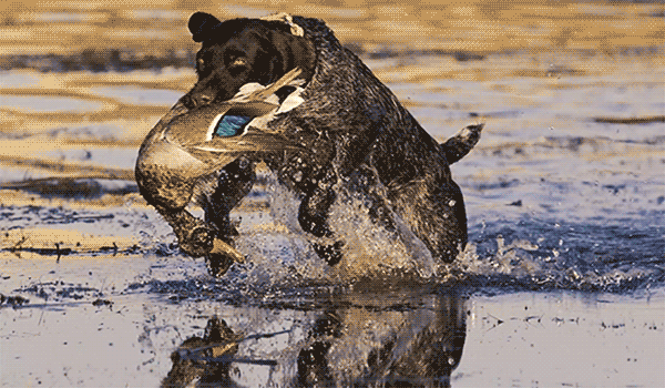 An image of a hunting dog carrying a duck through the water with animated splashing.