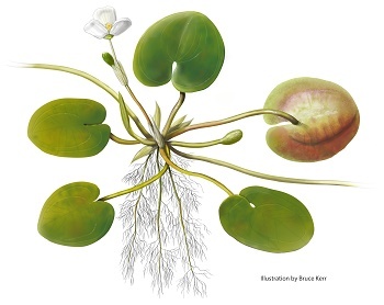 An illustration of European frog-bit, a free-floating aquatic plant that looks like a miniature water lily. Illustration by Bruce Kerr.