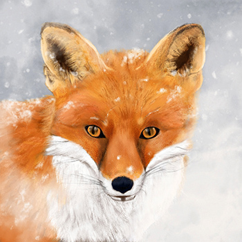 A red fox computer drawing used for the cover of the Furbearers Hunting Digest for 2021.