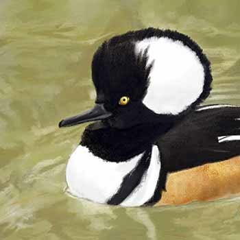 A computer drawing of a male hooded merganser used for the DNR Waterfowl Hunting Digest for 2021 is shown.
