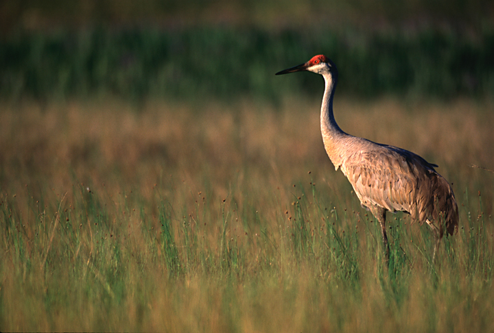 A sandhill crane stands in an open field of grasses.