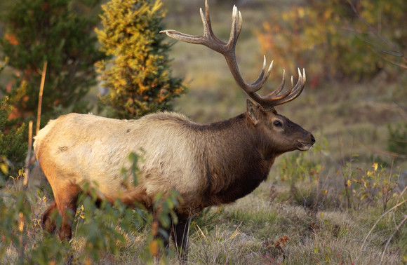 A bull elk stands in the foreground of an open grassy field and a few trees with fall foliage are in the background.