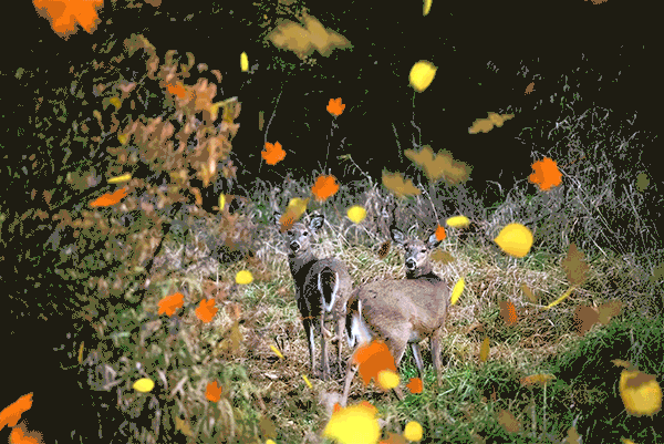 An animated image of two white-tailed deer standing in a grassy forest opening with fall leaves falling around them.