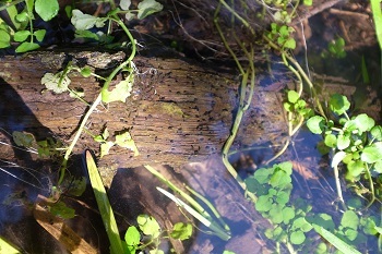 Small New Zealand mudsnails on woody debris in a stream.
