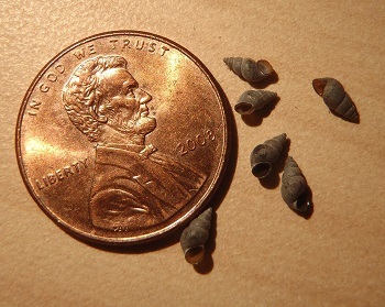 New Zealand mudsnails next to a penny