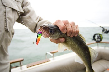 view of part of someone's body, wearing a tan jacket, with a hand holding a walleye with a rainbow lure hooked on its mouth