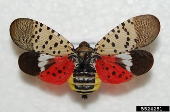 Spotted lanternfly with open wings showing colorful underwings and body