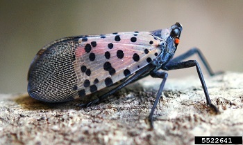 Spotted lanternfly with wings folded showing grey wings with black spots