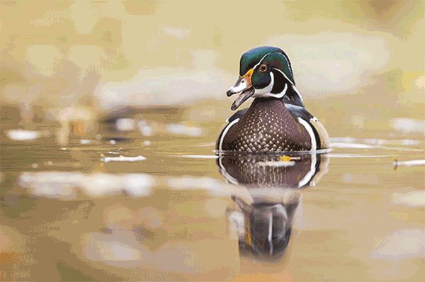 A male wood duck floats on the water which has animated ripples moving through it.