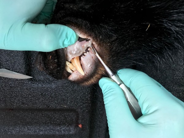 A tooth being removed from a bear's mouth by a gloved hand holding a tooth extraction tool.