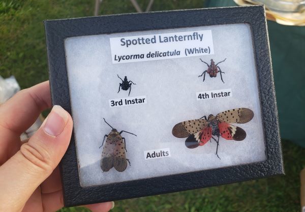 A hand holding a frame with three different life stages of the invasive spotted lanternfly, from leaf hopper to spotted, winged adults