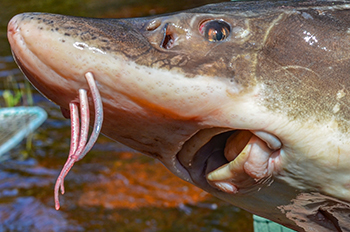 A close-up view of a lake sturgeon's face is shown.