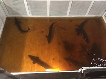 Several lake sturgeon are shown in water in the hopper on the Menominee River.