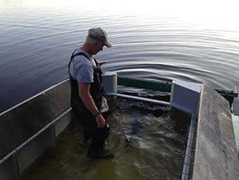 A fisheries worker releases a lake sturgeon into the Menominee River from the fish trailer.