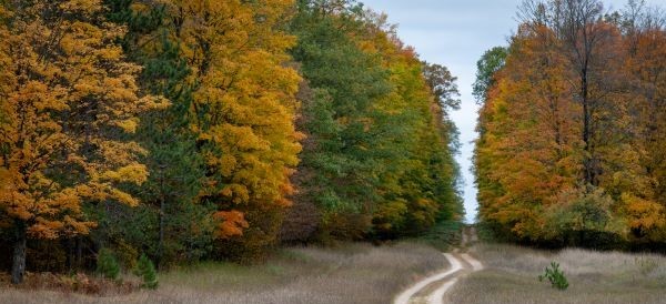 A fall scene with a road leading through colorful trees in the Pigeon River Country State Forest. 