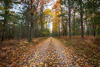 leaf-strewn road through a fall forest with sun shining through