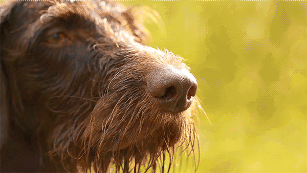 An animated close up image of a hunting dog's face while it is sniffing the air.