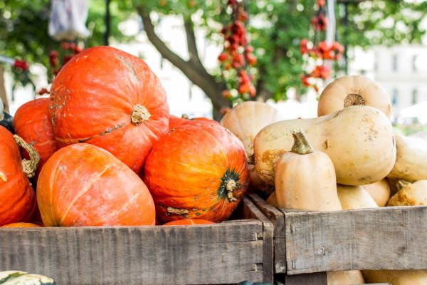 Image of farmer's market bins with pumpkins and butternut squash