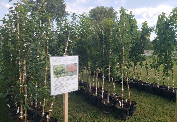 Saplings in pots are lined up, ready to be planted 
