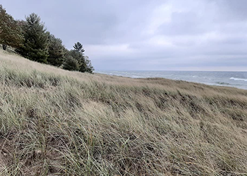 dune grass with water in background