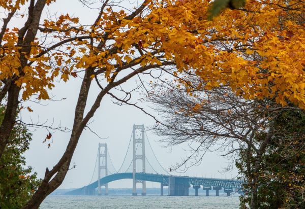 A window through gold-colored fall leaves shows the Mackinac Bridge and Great Lakes Straits in the mist